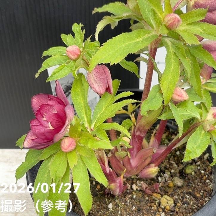 一点物】広瀬園芸 クリスマスローズ 6号（HR5）｜山野04-PA | 草花