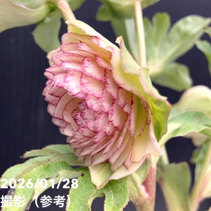 お買い得一点物咲き進み株】加藤農園 多弁クリスマスローズ