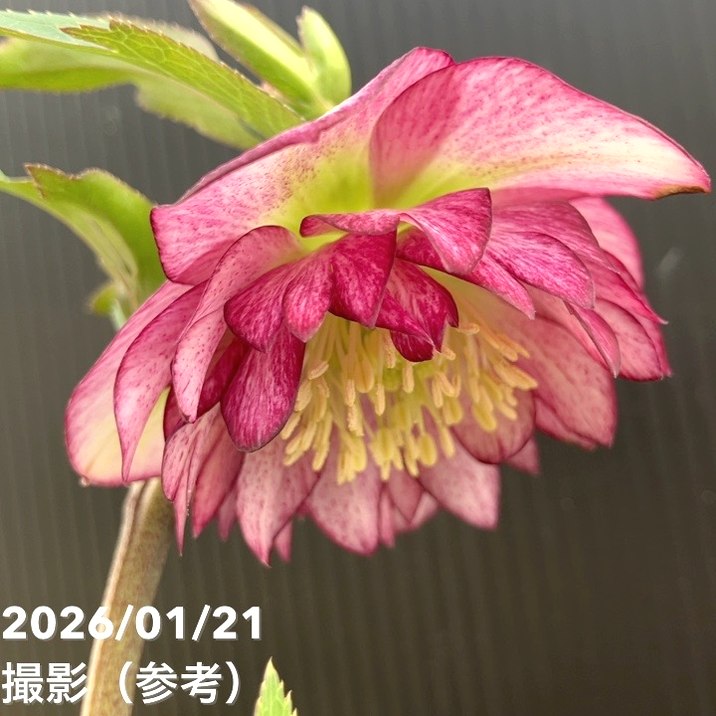 お買い得一点物咲き進み株】加藤農園 クリスマスローズ グロッシー