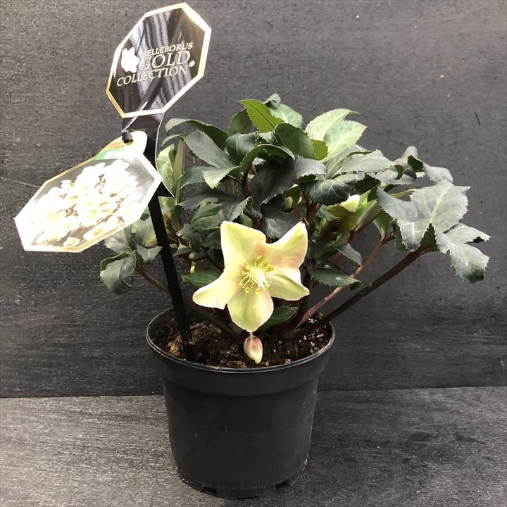 クリスマスローズ 童仙房 HGCシューティングスター 充実の5号株｜山野