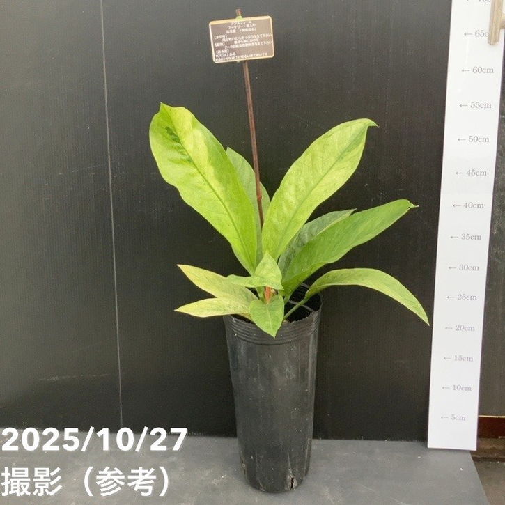 アンスリウム フーケリー斑入り 5号ロングポット｜観葉10-TU | 観葉