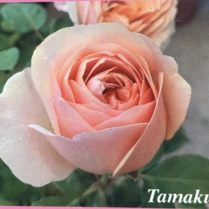 バラ大苗 たまくしげ 7号 京阪園芸｜花木04-PA | 花木・庭木,バラ