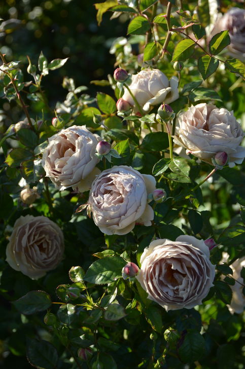 バラ大苗 ルクソール 7号 ロサ・オリエンティスプログレッシオ｜花木04