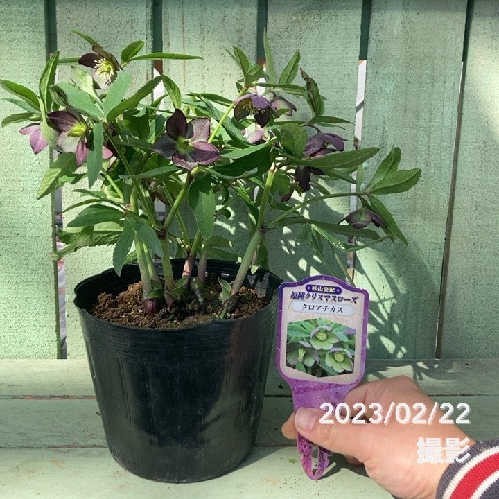 クリスマスローズ 原種 クロアチカス 5号ポット｜山野04-PA | 草花