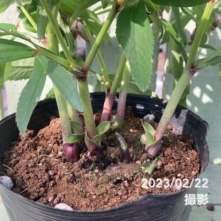 クリスマスローズ 原種 クロアチカス 5号ポット｜山野04-PA | 草花