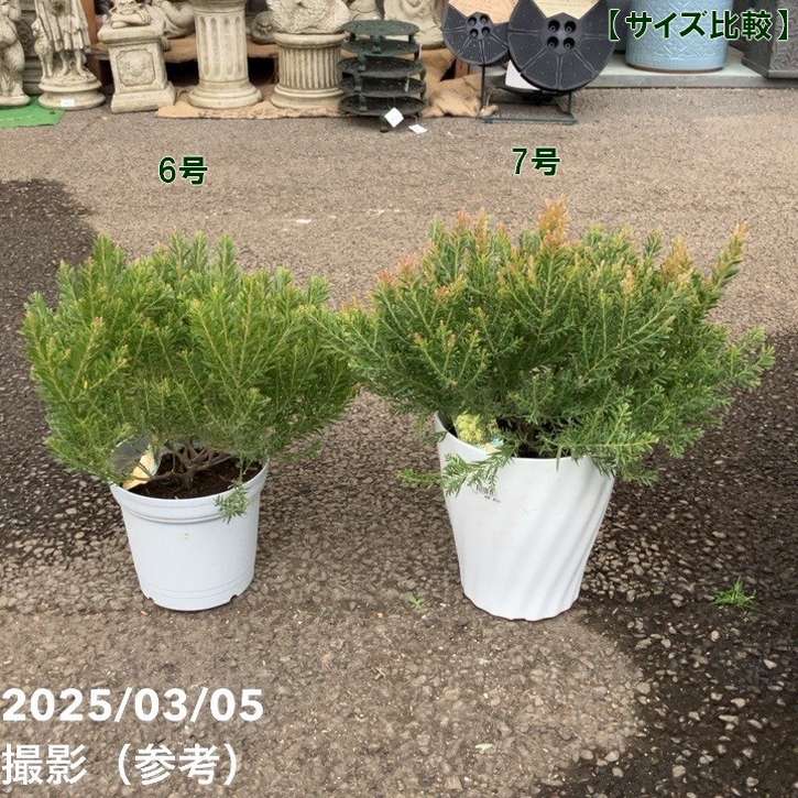 アカシア テレサ 7号｜花木04-PA | 花木・庭木,[記念樹・シンボル