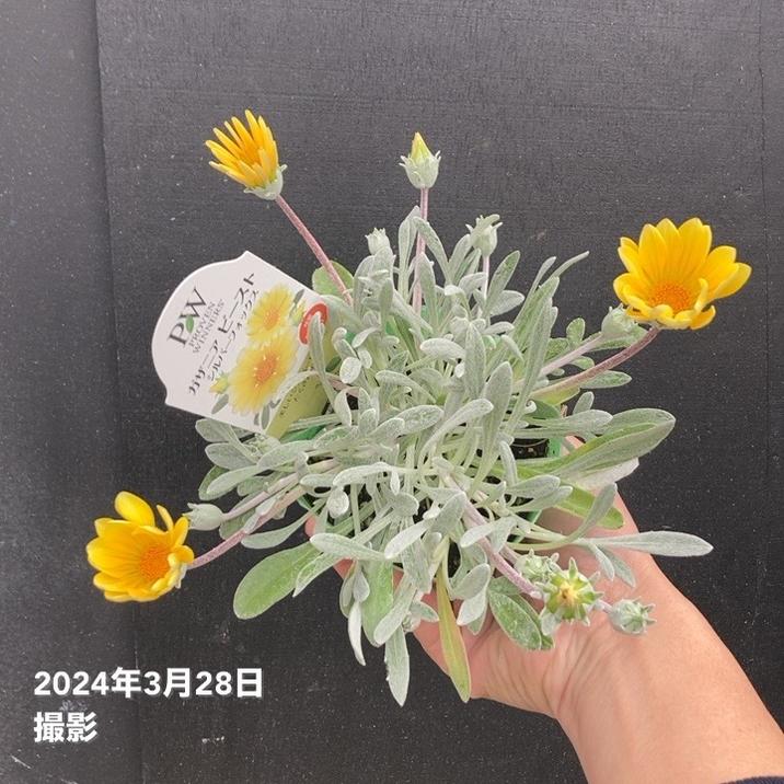 PW ガザニア ビースト シルバーフォックス 3.5号×3株セット PVP｜草花