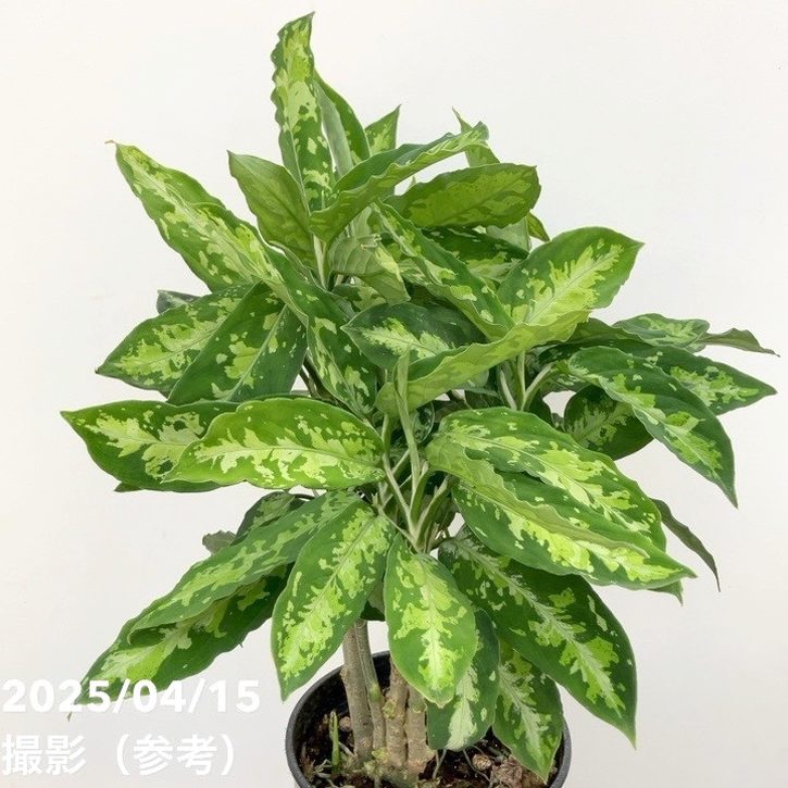 アグラオネマ ピクタムトリカラー 5号｜観葉10-TU | 観葉・多肉