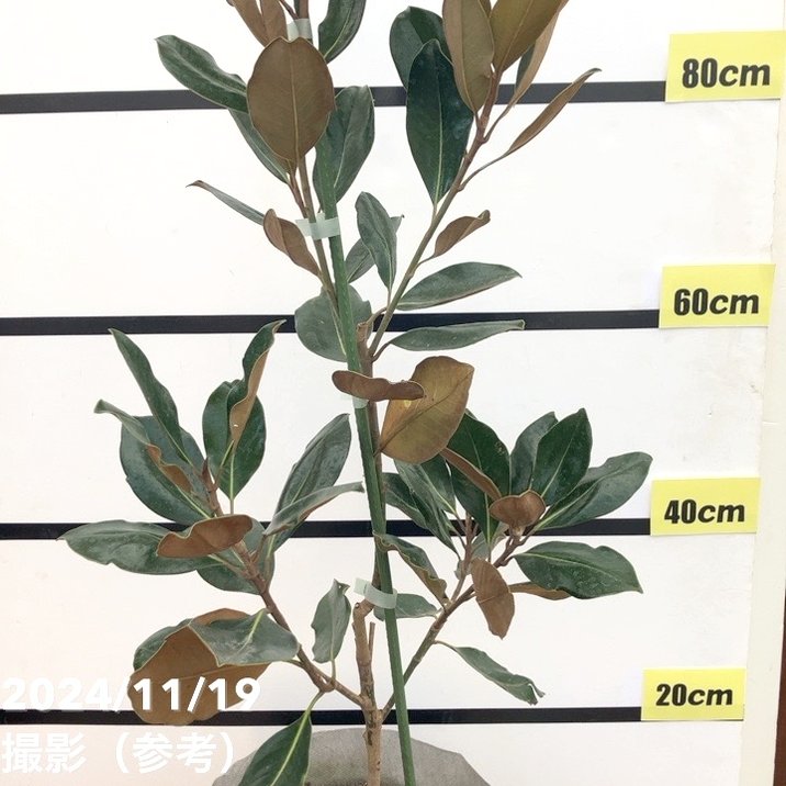 現品お届け】タイサンボク リトルジェム 8号ルートポット｜花木10-TU