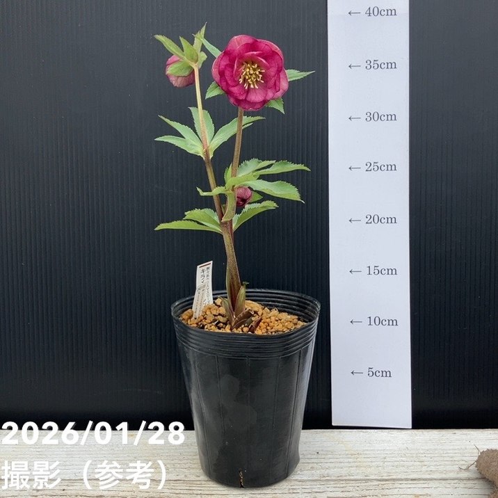 お買い得一点物咲き進み株】加藤農園 艶々系クリスマスローズ キラメキ