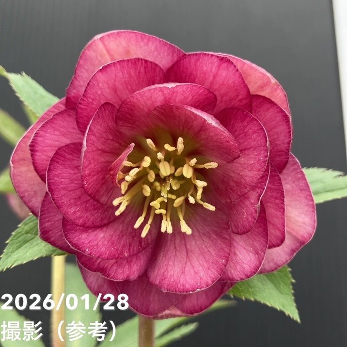 お買い得一点物咲き進み株】加藤農園 艶々系クリスマスローズ キラメキ