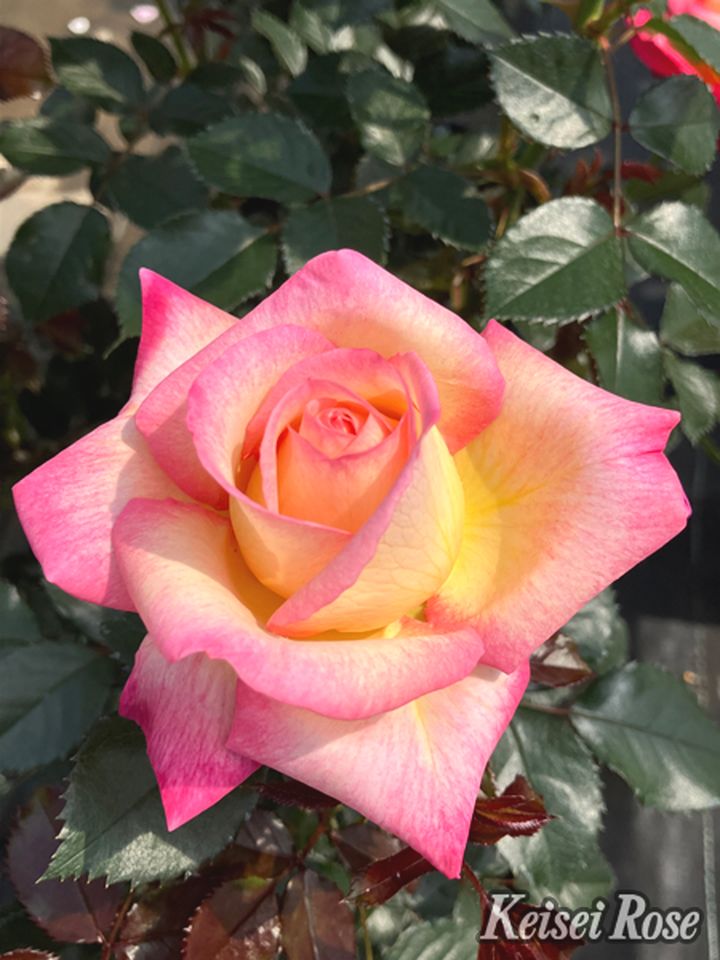 バラ大苗 エンチャンティッド ピース 4.5号ロングポット 京成バラ園芸