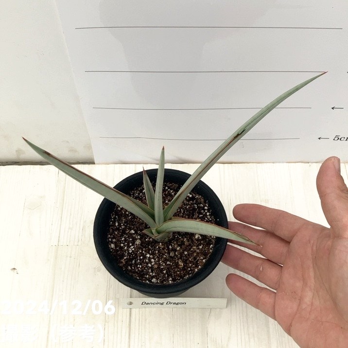 サンスベリア 3.5号 ダンシングドラゴン（子株）｜観葉02-D2 | 観葉
