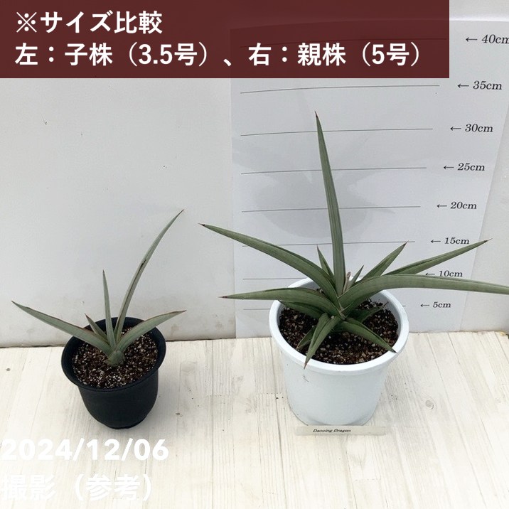 サンスベリア 3.5号 ダンシングドラゴン（子株）｜観葉02-D2 | 観葉