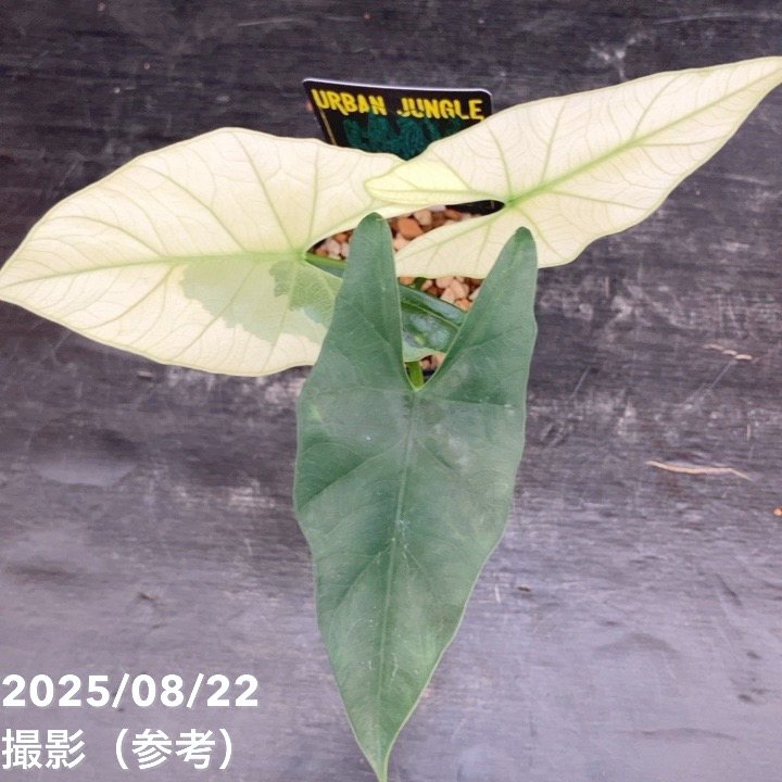 現品お届け】アロカシア シンポ アルボ Alocasia simpo albo variegata
