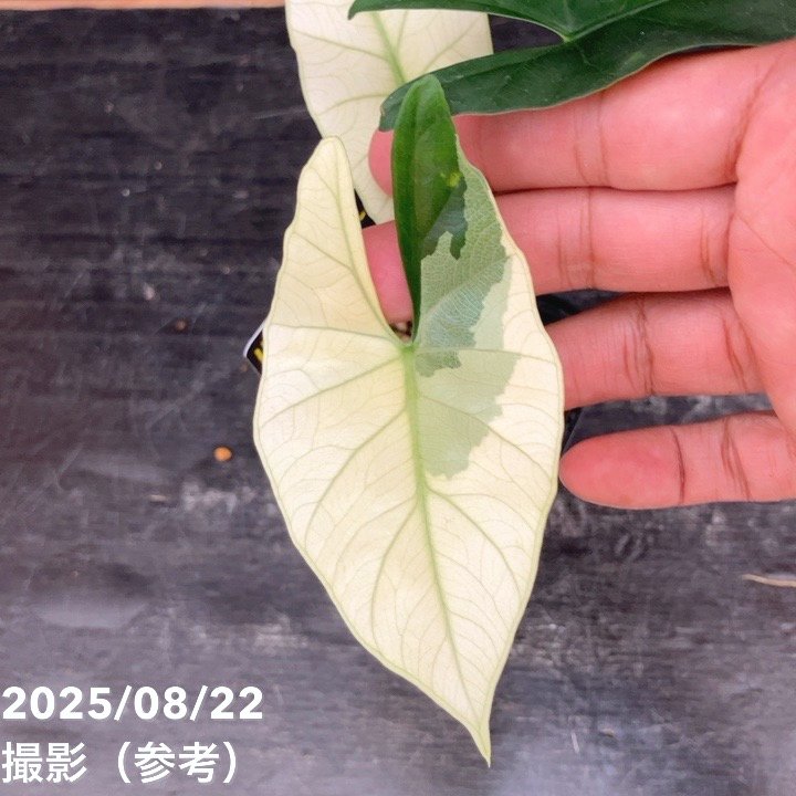 現品お届け】アロカシア シンポ アルボ Alocasia simpo albo variegata