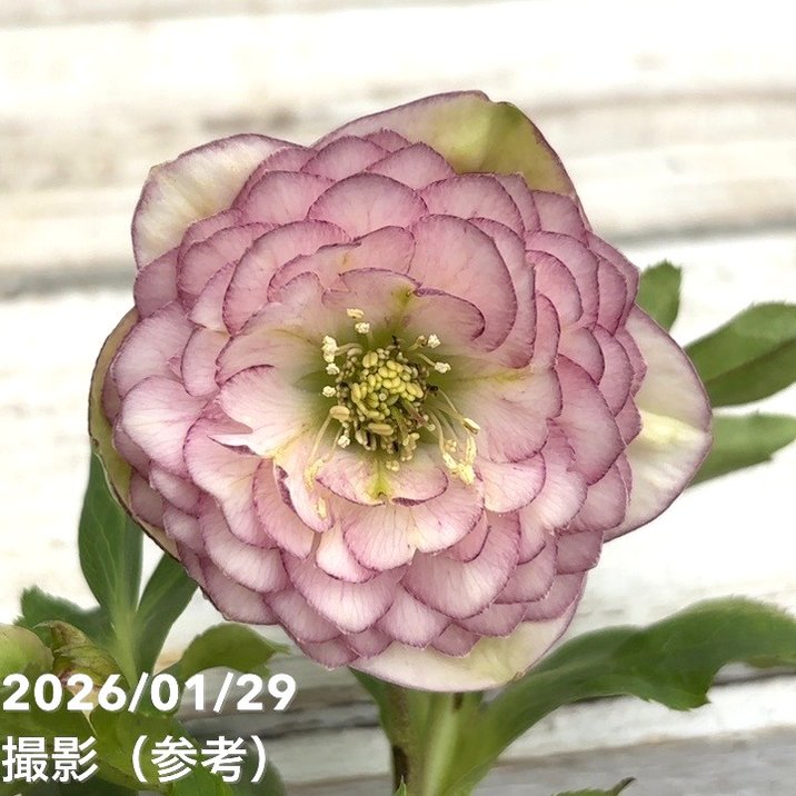 一点物】加藤農園 クリスマスローズ アフロディーテプリマヴェーラ 4.5