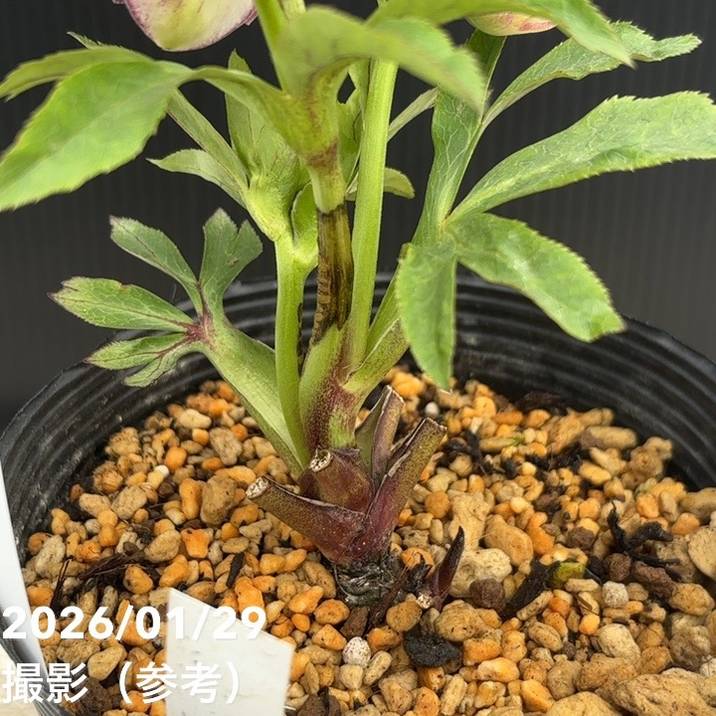 一点物】加藤農園 クリスマスローズ アフロディーテプリマヴェーラ 4.5