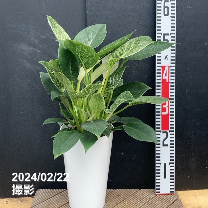 フィロデンドロン バーキン 6号｜観葉04-PA | 観葉・多肉