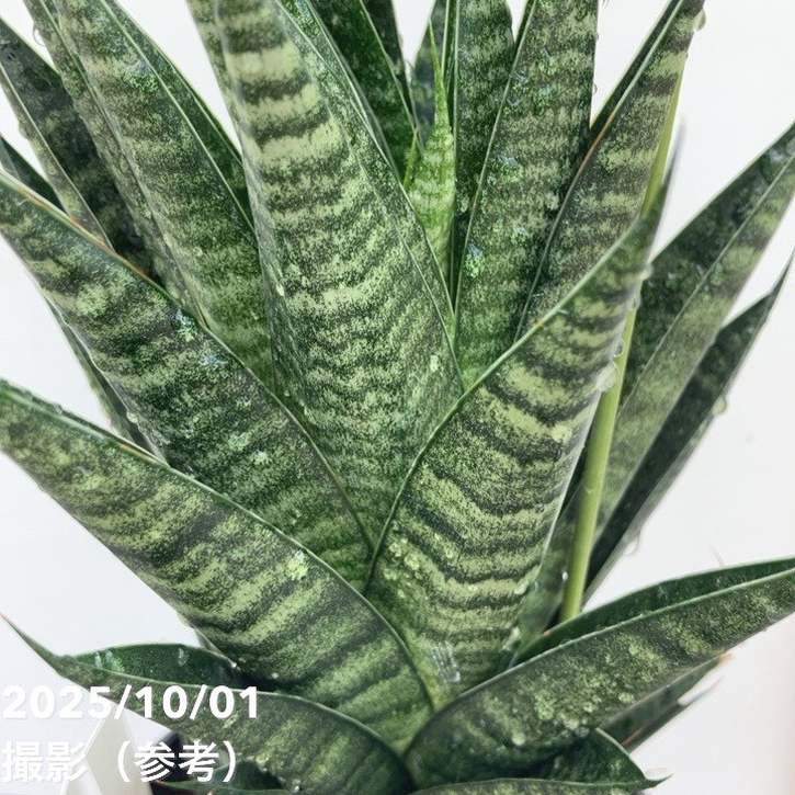 激レア！現品お届け】サンスベリア 5号 ブラックキャッスル（S180