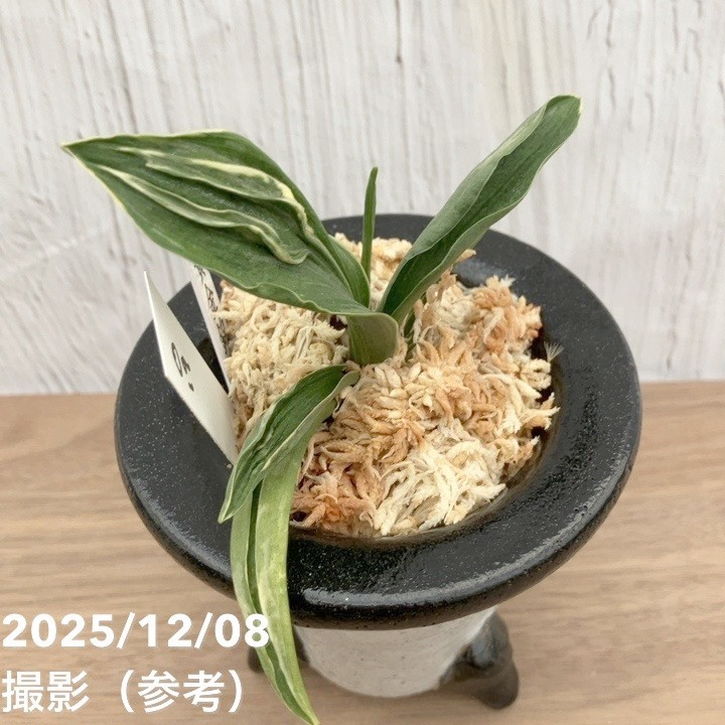 現品お届け】豊明園 万年青 オモト 黄金錦 陶器鉢（O19）｜観葉10-TU