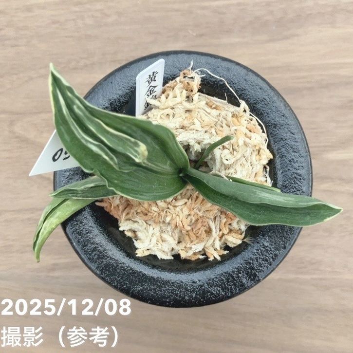 現品お届け】豊明園 万年青 オモト 黄金錦 陶器鉢（O19）｜観葉10-TU