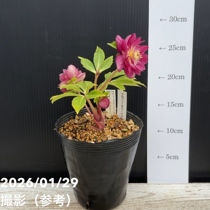 クリスマスローズ 認定グロッシーカラー ddダークパープル加藤農園