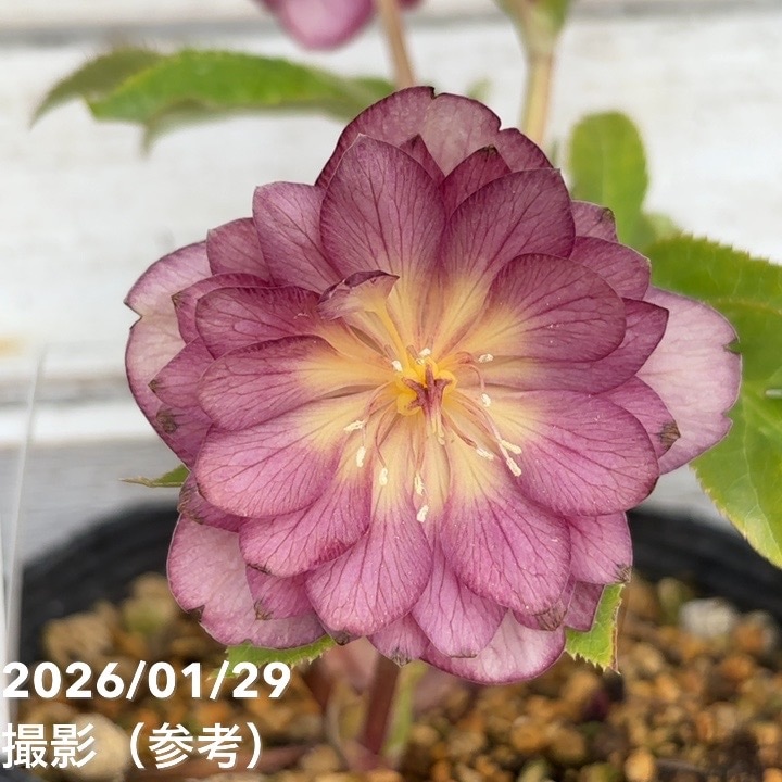 お買い得一点物咲き進み株】加藤農園 クリスマスローズ グロッシー