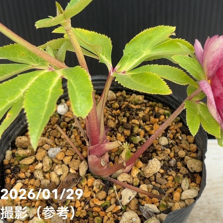 お買い得一点物咲き進み株】加藤農園 クリスマスローズ グロッシー