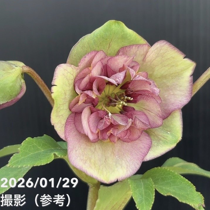 一点物】加藤農園 クリスマスローズ アンティークモーリー 4.5号（KT90