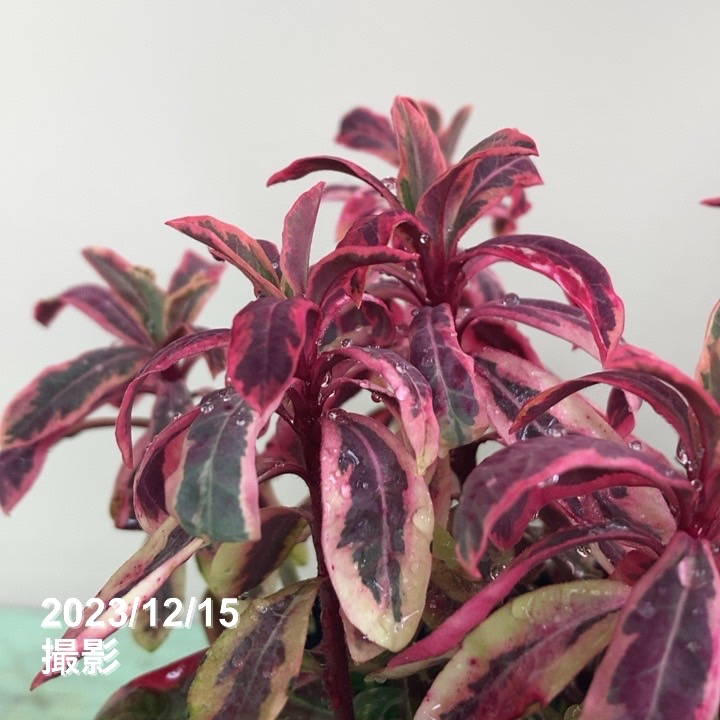 ユーフォルビア フロステッドフレーム 3.5号×3鉢セット｜花木04-PA