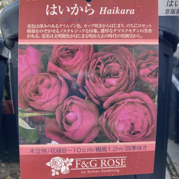 バラ大苗 はいから 7号 京阪園芸｜花木04-PA | 花木・庭木,バラ | 赤塚