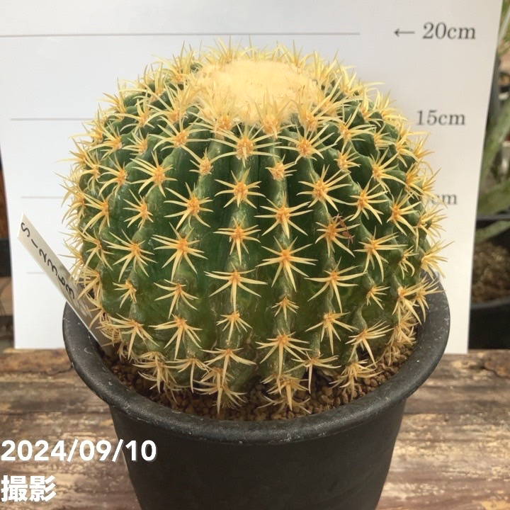 現品お届け】エキノカクタス 鷲爪金鯱 Echinocactus grusonii 実生 5号