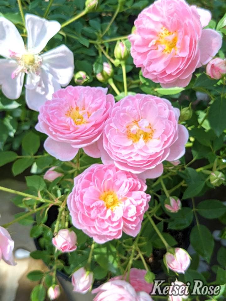 バラ大苗 サクラ クリスタル 4.5号ロングポット 京成バラ園芸｜花木04