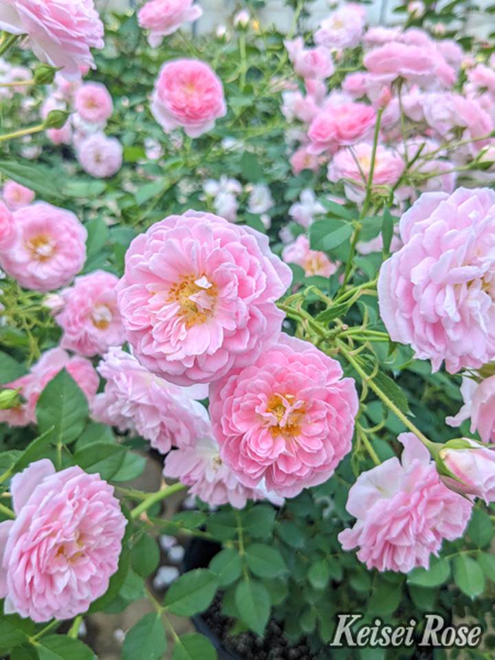 バラ大苗 サクラ クリスタル 4.5号ロングポット 京成バラ園芸｜花木04