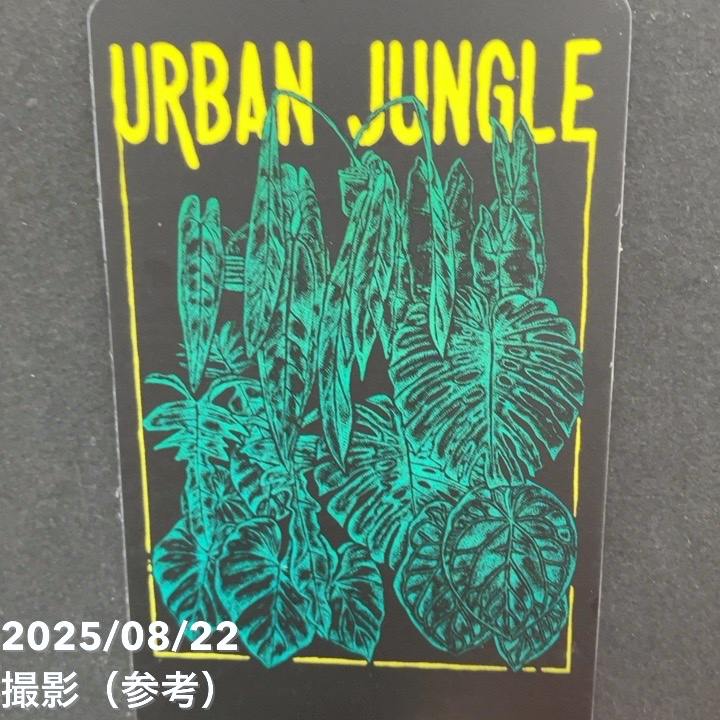 アロカシア アマゾニカ ミント バリエガータ 斑入り Alocasia x