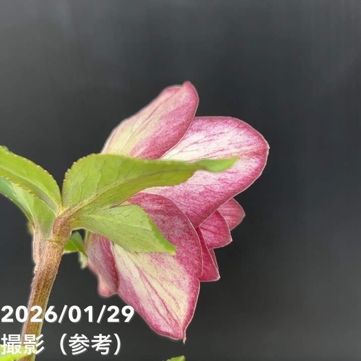 クレロレンドルム・マクロシフォン 苗 花木 観葉植物 花卉園芸