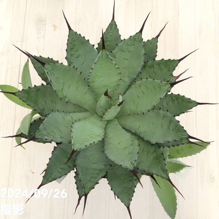 現品お届け】アガベ 5号 チタノタ 曲刺八荒雷神 Agave macroacantha