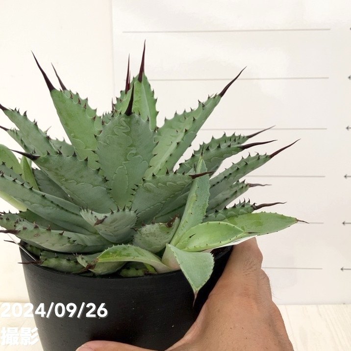 現品お届け】アガベ 5号 チタノタ 曲刺八荒雷神 Agave macroacantha