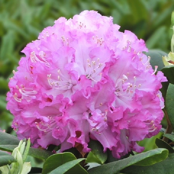 シャクナゲ スーパーローディー 3.5号 ピンクサファイア｜花木01-D1