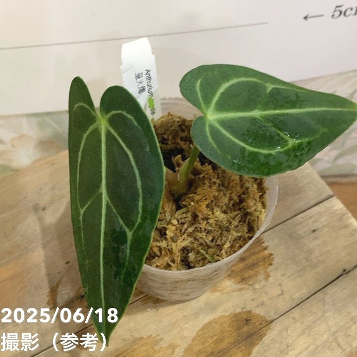 アンスリウム レガレ 皇火燭 Anthurium regale 2.5号｜観葉04-PA