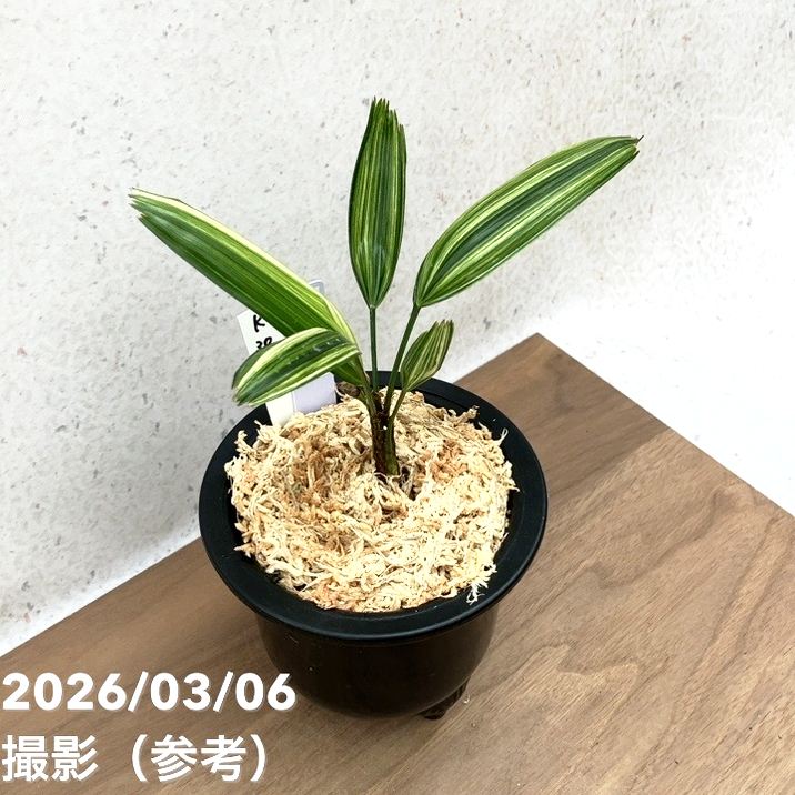 現品お届け】観音竹 カンノンチク 稚児錦 ちごにしき プラ鉢（K30