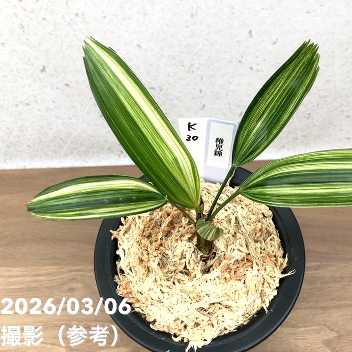 現品お届け】観音竹 カンノンチク 稚児錦 ちごにしき プラ鉢（K30
