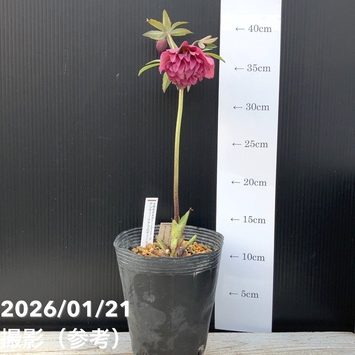 お買い得一点物咲き進み株】加藤農園 クリスマスローズ アンティーク