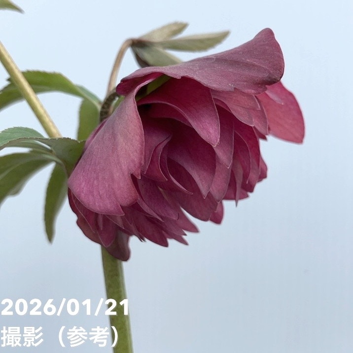 お買い得一点物咲き進み株】加藤農園 クリスマスローズ アンティーク