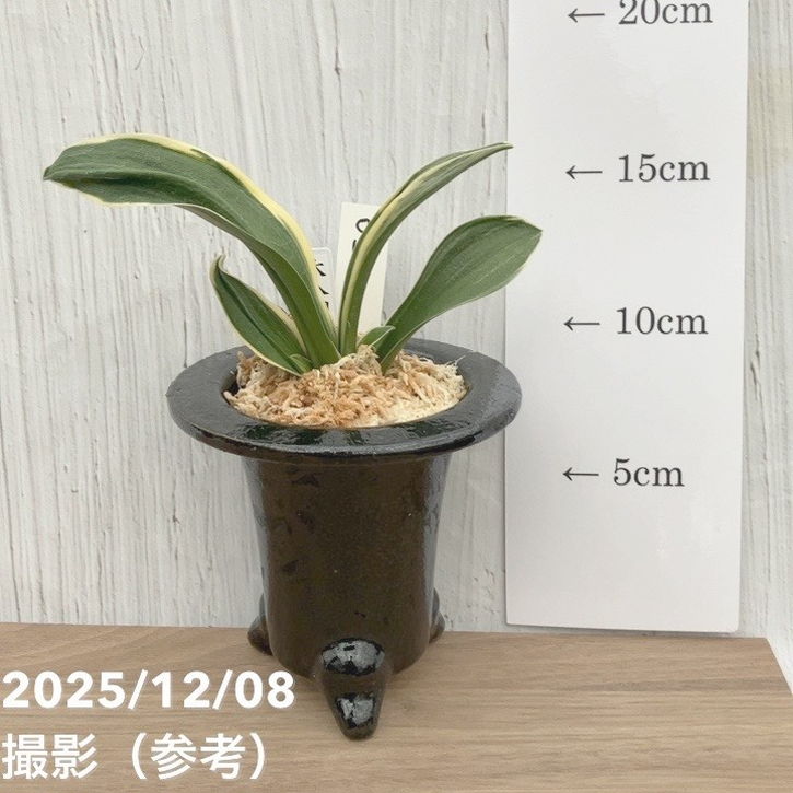 現品お届け】豊明園 万年青 オモト 大八州 陶器鉢（O14）｜観葉10-TU