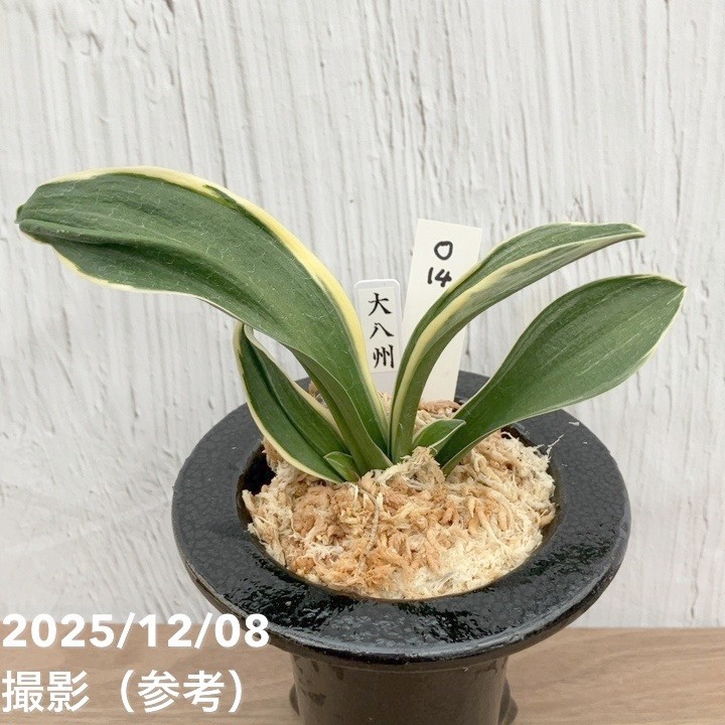 現品お届け】豊明園 万年青 オモト 大八州 陶器鉢（O14）｜観葉10-TU