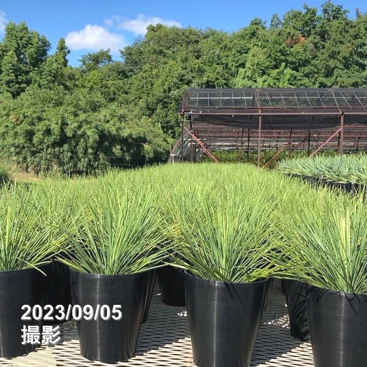 ユッカ 6号 リネアリフォリア（Yucca linearifolia）｜花木01-D1