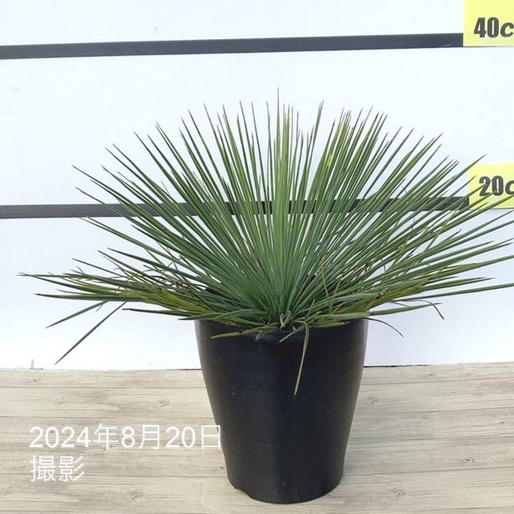 ユッカ 6号 リネアリフォリア（Yucca linearifolia）｜花木01-D1
