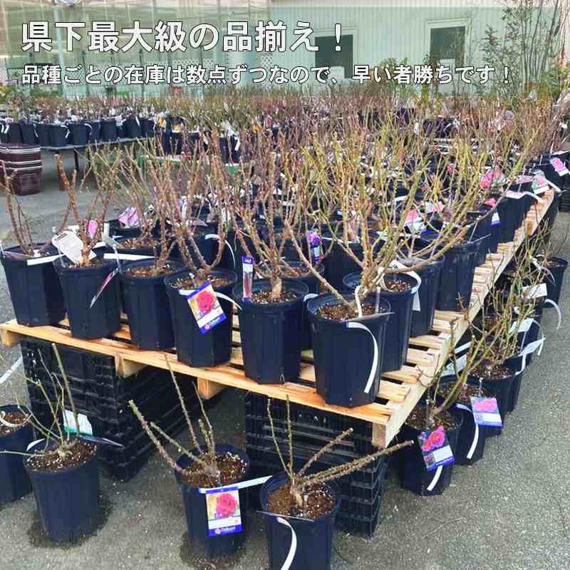 バラ大苗 みかも 7号ロングスリット鉢 禅ローズ｜花木04-PA | 花木